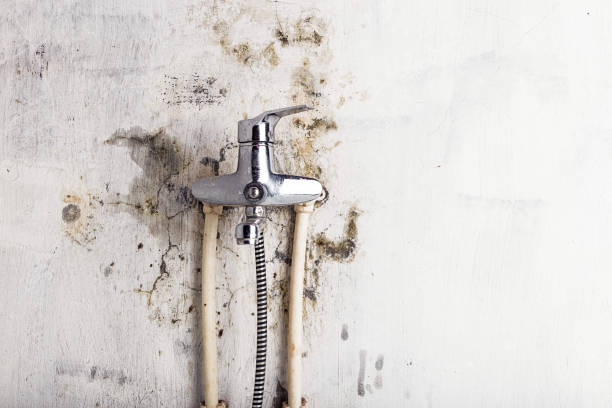 Best Home Mold Removal  in Manvel, TX