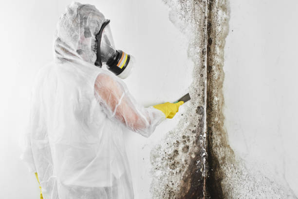 Best Mold Damage Repair  in Manvel, TX