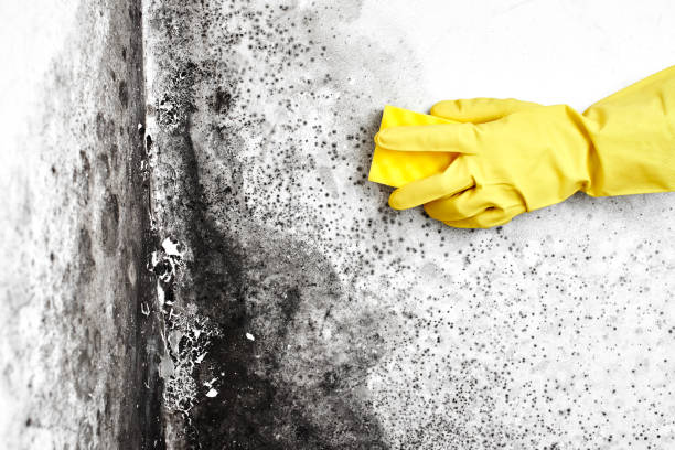 Home Mold Removal in Manvel, TX