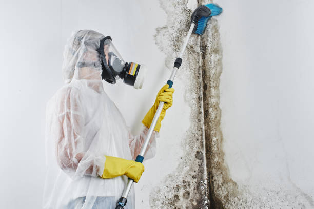 Best Mold Removal Near Me  in Manvel, TX