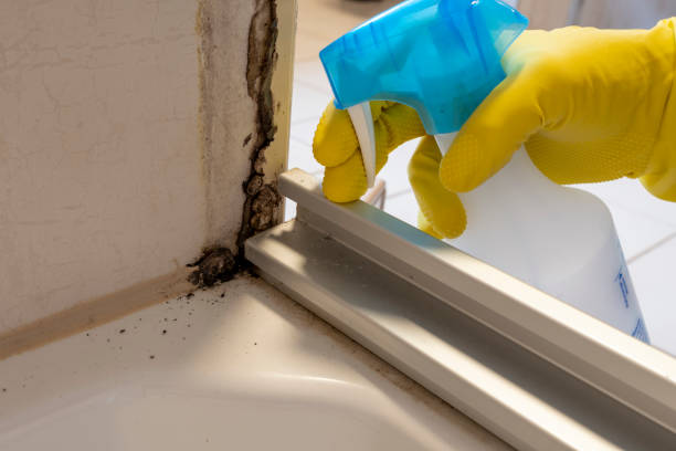 Best Mold Testing  in Manvel, TX