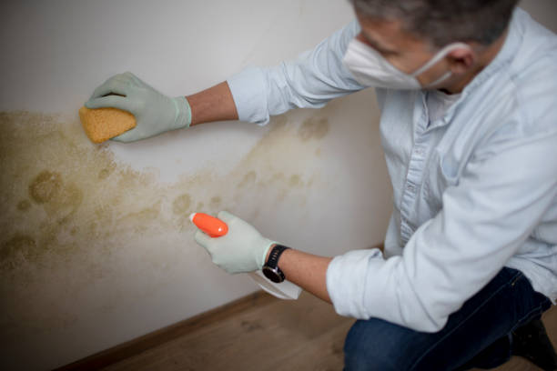 Best Fast Mold Removal  in Manvel, TX