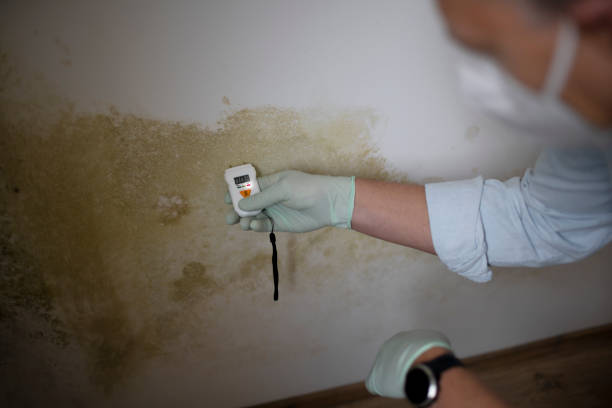Best Emergency Mold Removal  in Manvel, TX