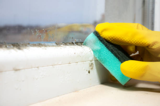 Best Professional Mold Removal  in Manvel, TX