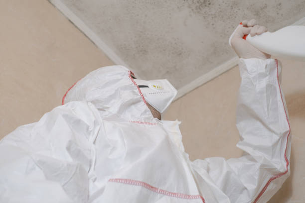 Best Mold Remediation  in Manvel, TX