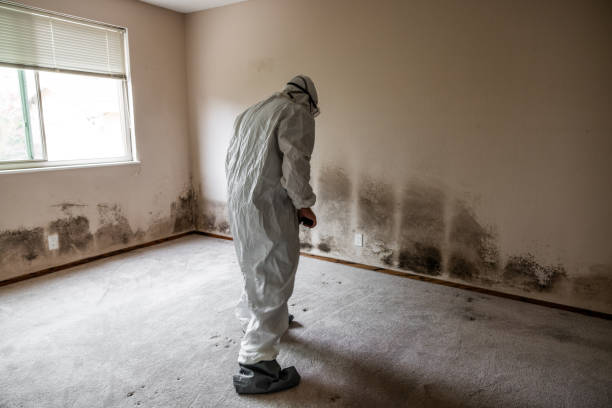 Best Commercial Mold Removal  in Manvel, TX