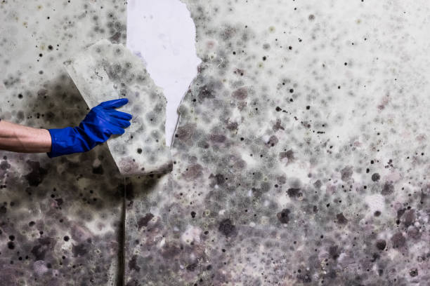 Best Mold Removal Company Near Me  in Manvel, TX